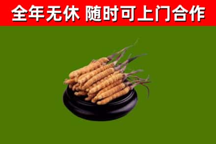 观山湖烟酒回收冬虫夏草.jpg